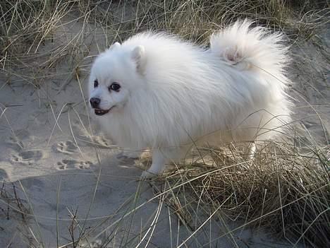 Japansk spids Tetsu - Dejligt med en tur til stranden! billede 10