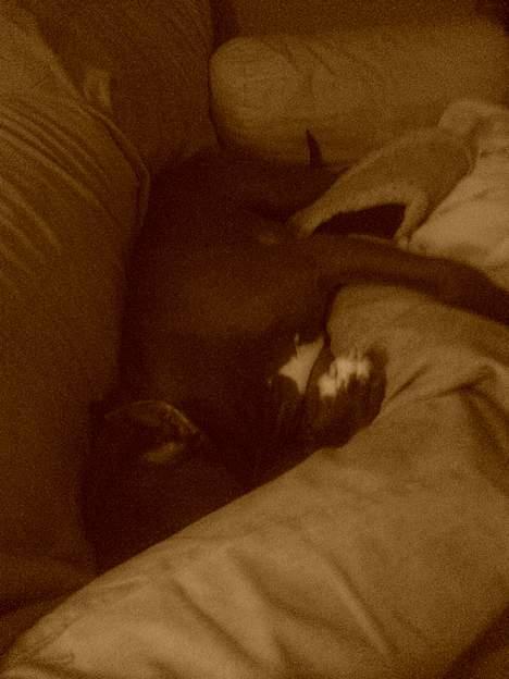 Amerikansk staffordshire terrier Chico - Eeeeelllssskkker at putte! billede 12