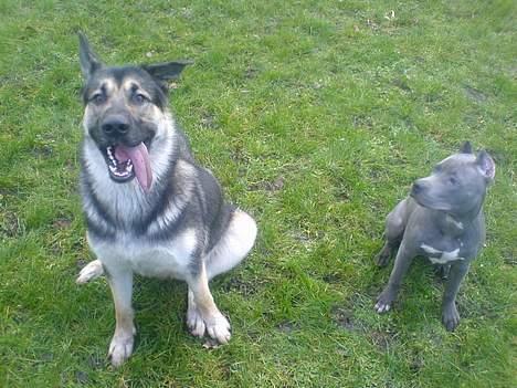 Amerikansk staffordshire terrier Chico - Legkammeraten Diesel og Chico! billede 13