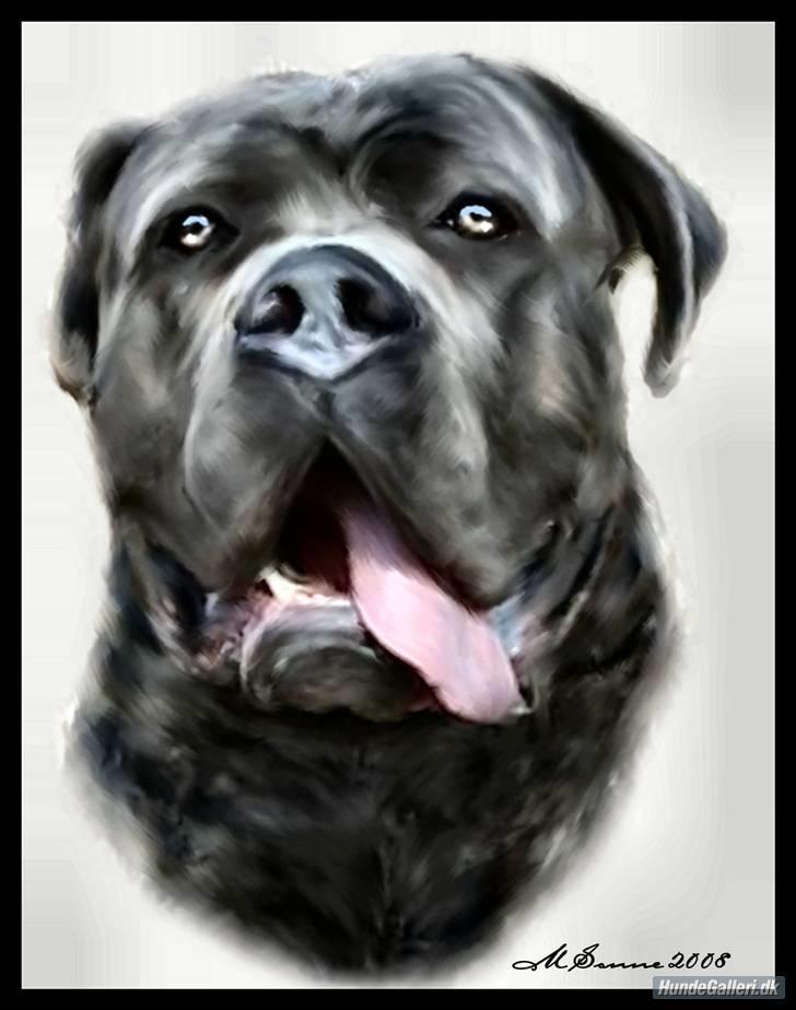 Cane corso Apollo R.I.P - apollo billede 1