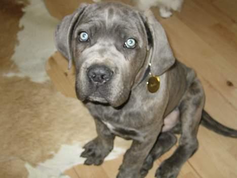 Cane corso Apollo R.I.P - lille Apollo billede 2