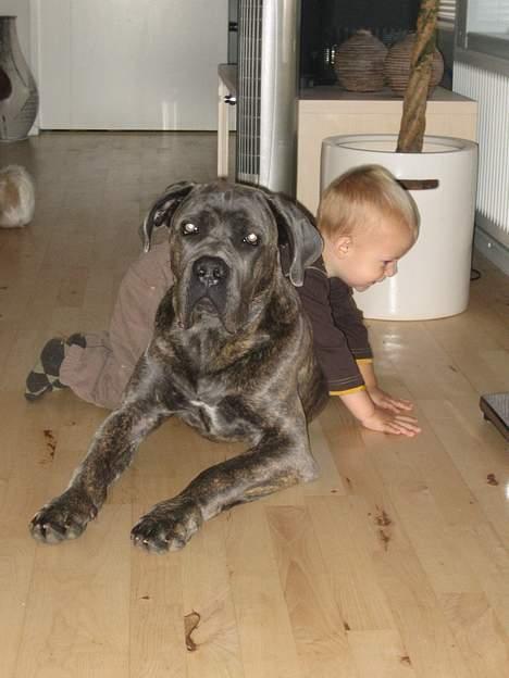 Cane corso Apollo R.I.P - Apollo da han var ca. seks mdr. sammen med min lille søn billede 3