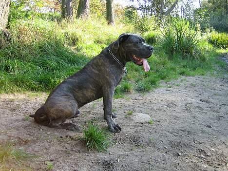 Cane corso Apollo R.I.P - Ca. 7mdr billede 4