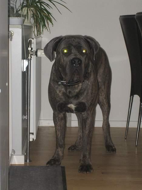 Cane corso Apollo R.I.P - Smukke dreng! billede 5