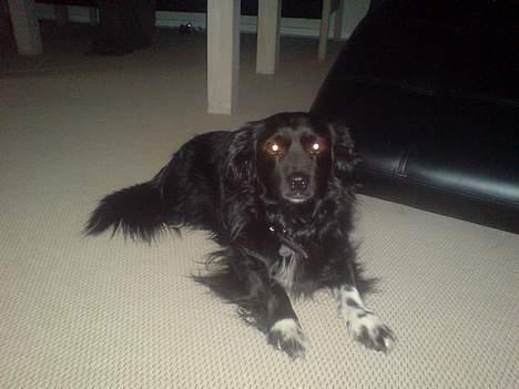 Blanding af racer Molli  ( Turboben ) - Ligger jeg rigtigt?? billede 13