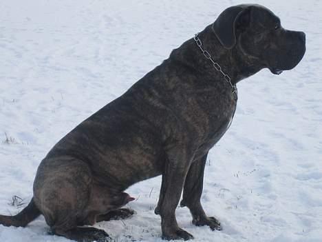 Cane corso Apollo R.I.P - Har lige fået øje på noget.. billede 6