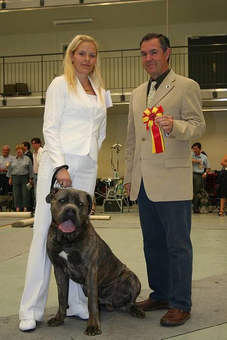 Cane corso Apollo R.I.P - Hillerød, Blev BiR med certefikat;-) billede 7