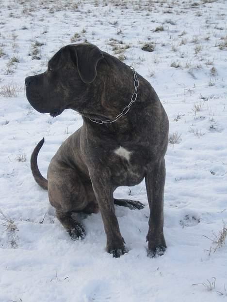 Cane corso Apollo R.I.P - Damer?! billede 8