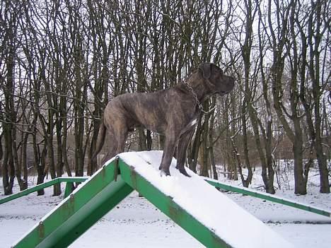 Cane corso Apollo R.I.P - Der er højt ned.. billede 9