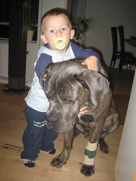 Cane corso Apollo R.I.P - Av havde skåret sig:-( billede 10