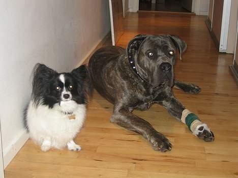 Cane corso Apollo R.I.P - Apollo og lille Balou billede 11