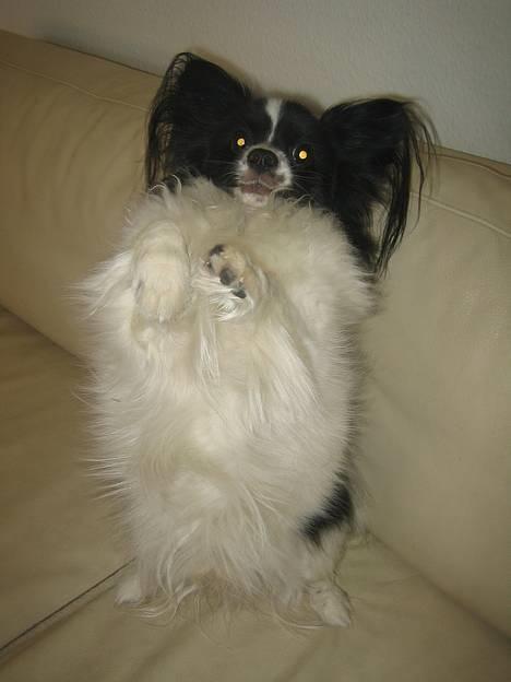 Papillon Balou - Den lille cirkus artist.. billede 1