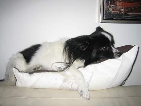 Papillon Balou - Prinsen på ærten.. billede 2