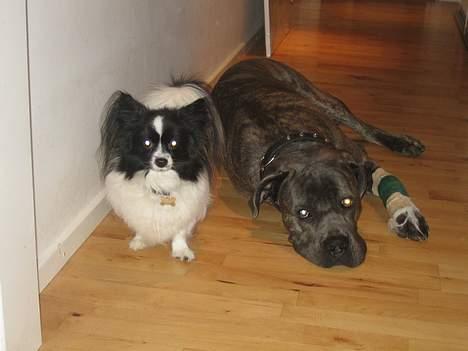 Papillon Balou - Balou og Apollo billede 3