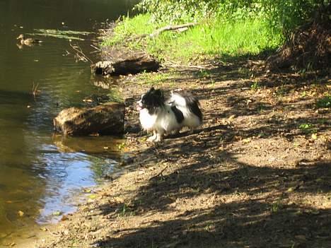 Papillon Balou billede 4
