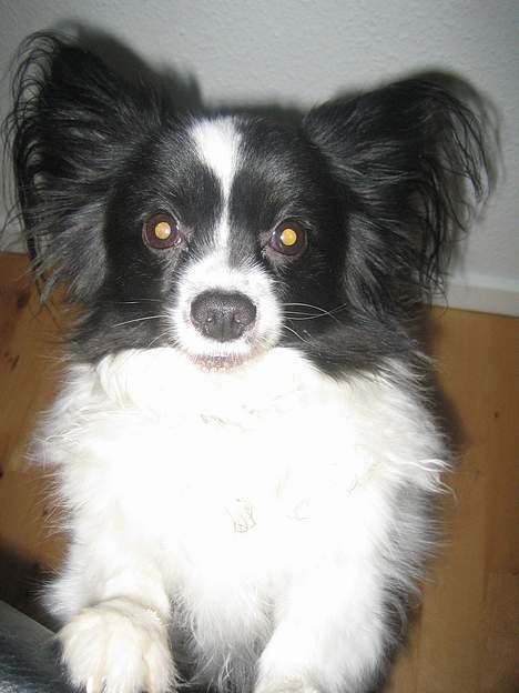 Papillon Balou - Smukke Balou;-) billede 5