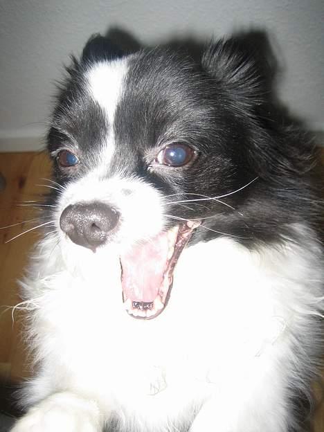 Papillon Balou - Moaaaar ikke flere billeder!!! billede 6