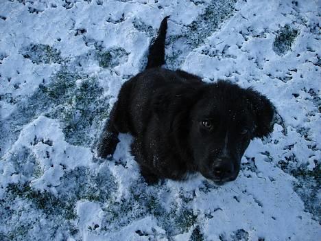 Blanding af racer Diego billede 1