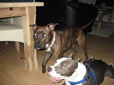 Amerikansk staffordshire terrier Zoe billede 9