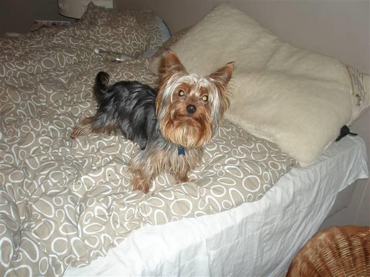 Yorkshire terrier Amigo  *RIP* - Hvis I ser bort fra de gule øjne er jeg så ikke lækker??? et år gammel her... billede 1