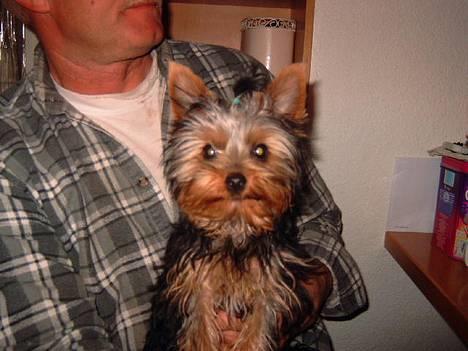 Yorkshire terrier Amigo  *RIP* - Her er jeg fire måneder... og har fået tot i håret. billede 2