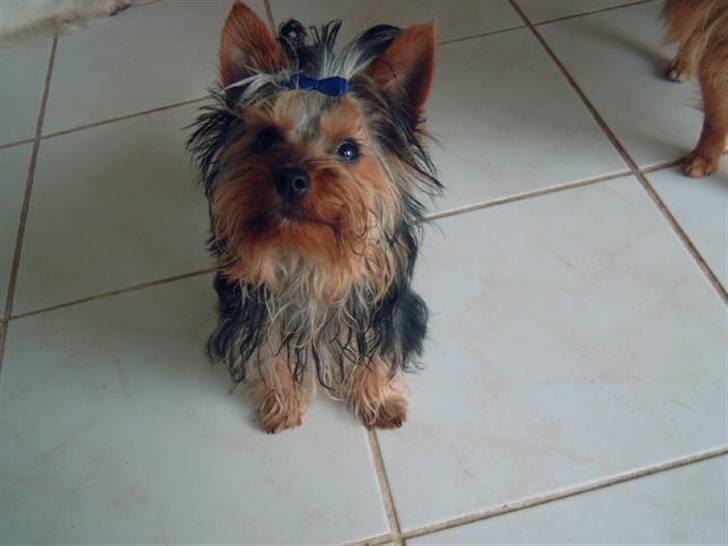 Yorkshire terrier Amigo  *RIP* - Skal jeg absolut se på dig moar...?? billede 3