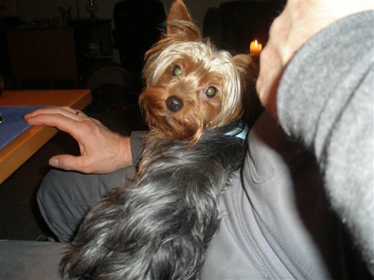 Yorkshire terrier Amigo  *RIP* - Øhhh , ville du noget??? billede 4