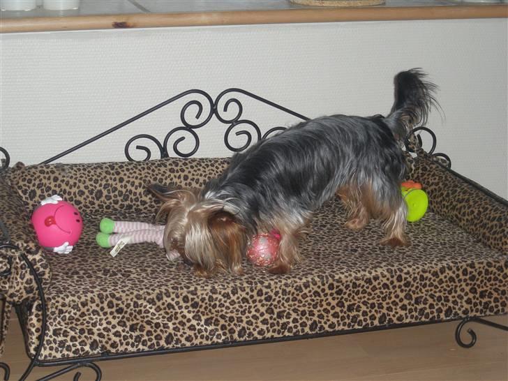 Yorkshire terrier Amigo  *RIP* - Amigo kan snart få alt slæbt med op på sin hunde seng... billede 7