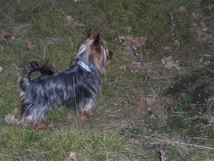 Yorkshire terrier Amigo  *RIP* - Overvejer lige hvad jeg nu skal finde på...hmm! billede 8