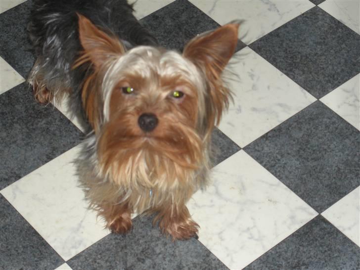 Yorkshire terrier Amigo  *RIP* - Her er jeg næsten 1 år gammel... billede 9