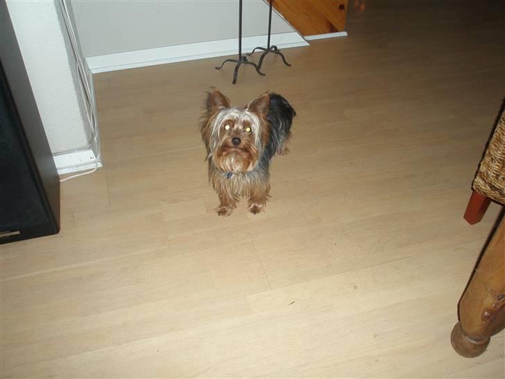 Yorkshire terrier Amigo  *RIP* - Bortset fra de gule øjne er jeg da ganske nydelig ikk??? billede 11