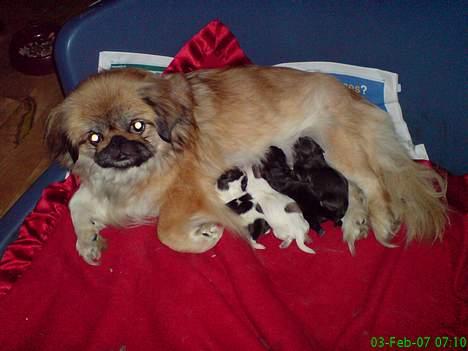 Pekingeser Olsen - Her er jeg med mine nyfødte hvalpe - de er født d. 2-2-2007 billede 14