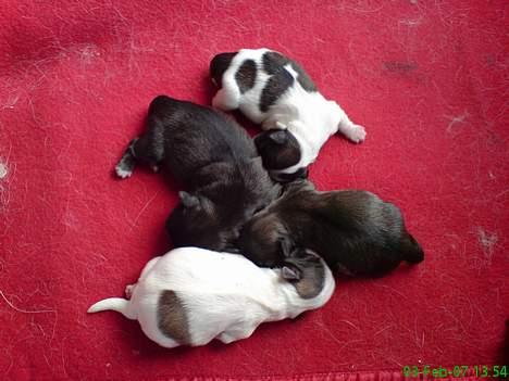 Pekingeser Olsen - Her er mine små guldklumper:-) billede 15