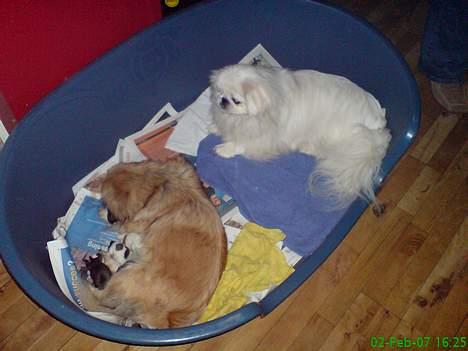 Pekingeser Jensen - Her er jeg med til mine "børnebørns" fødsel - se billeder af hvalpene under pekingeser Olsen billede 16
