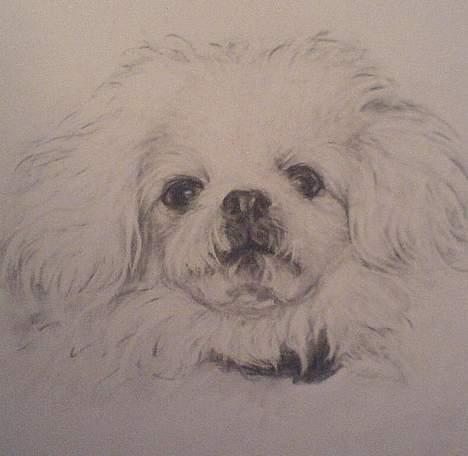 Pekingeser Jensen - Min "mor" har fået malet et billede af mig billede 17