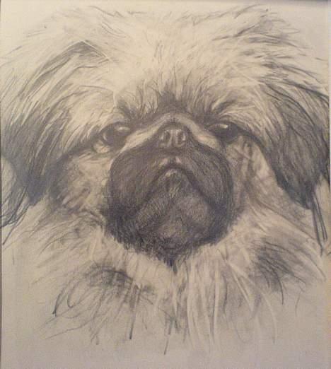 Pekingeser Olsen - Min "mor" har fået malet et billede af mig billede 16