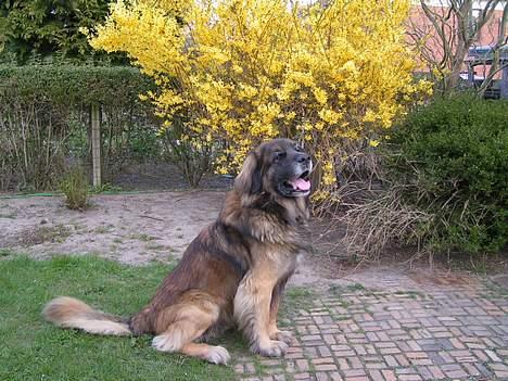 Leonberger khaimas´ cho cachou billede 4