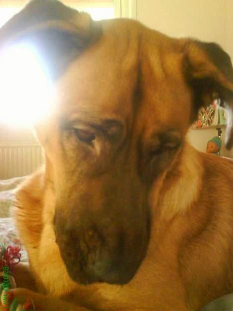 Mastiff Amaroq - Er jeg ik´bare for nuttet... billede 7