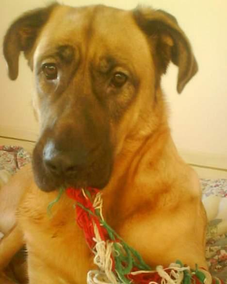 Mastiff Amaroq - Her ser I så min sutte-klud... billede 8