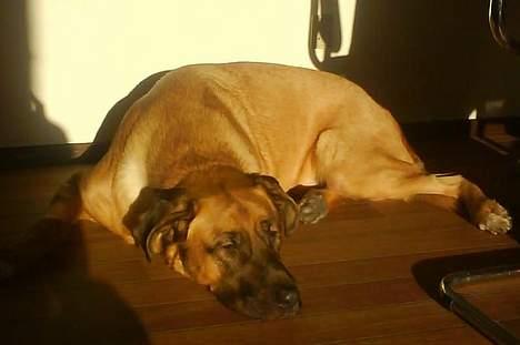 Mastiff Amaroq - Rigtig er jeg en isbjørn, men efter mine 2 år har jeg lært at hvis jeg bare ligger i solen kommer jeg til at lige en Vov hund, og så bliver man forkælet... uha uha billede 9