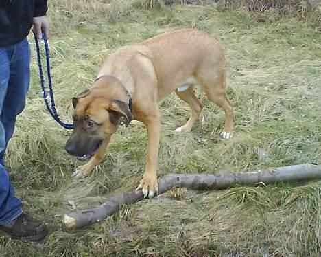 Mastiff Amaroq - Ingen skal tage min lille pind fra mig... billede 10