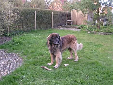 Leonberger khaimas´ cho cachou - ingen der vil lege.. billede 5