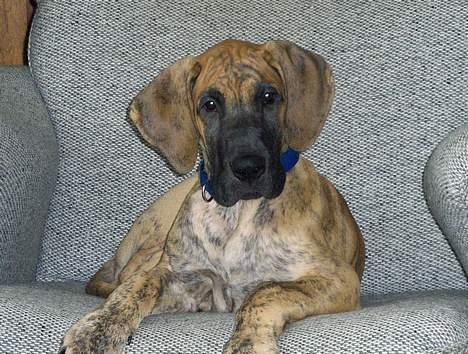 Grand danois Great Dane's Aihsa - Aihsa som hvalp billede 1