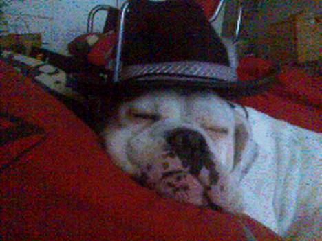 Olde english bulldogge Cæzar 'død' billede 1