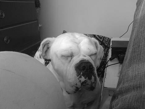 Olde english bulldogge Cæzar 'død' billede 2