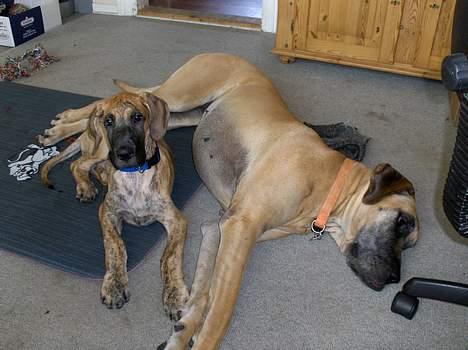 Grand danois Great Dane's Aihsa billede 2