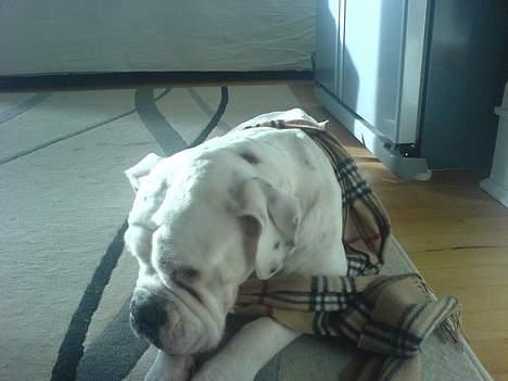 Olde english bulldogge Cæzar 'død' billede 3