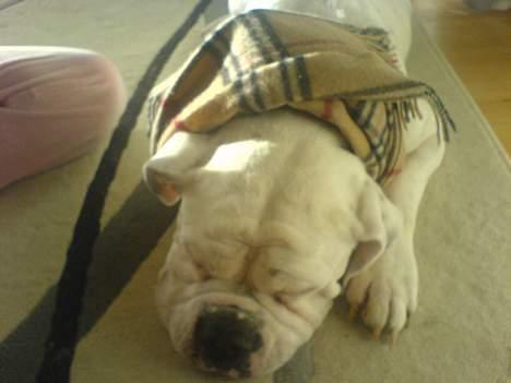 Olde english bulldogge Cæzar 'død' billede 4