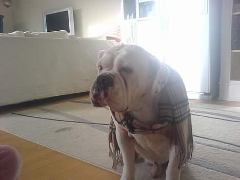 Olde english bulldogge Cæzar 'død' billede 5