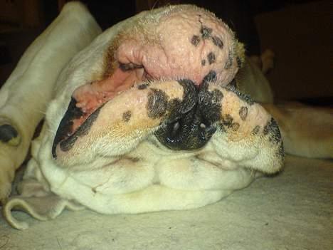 Olde english bulldogge Cæzar 'død' billede 6